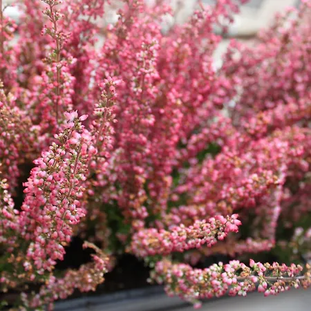 Pensionat The Rubens Collection