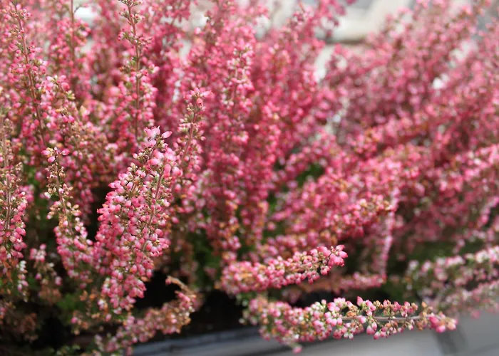 Гостевой дом The Rubens Collection